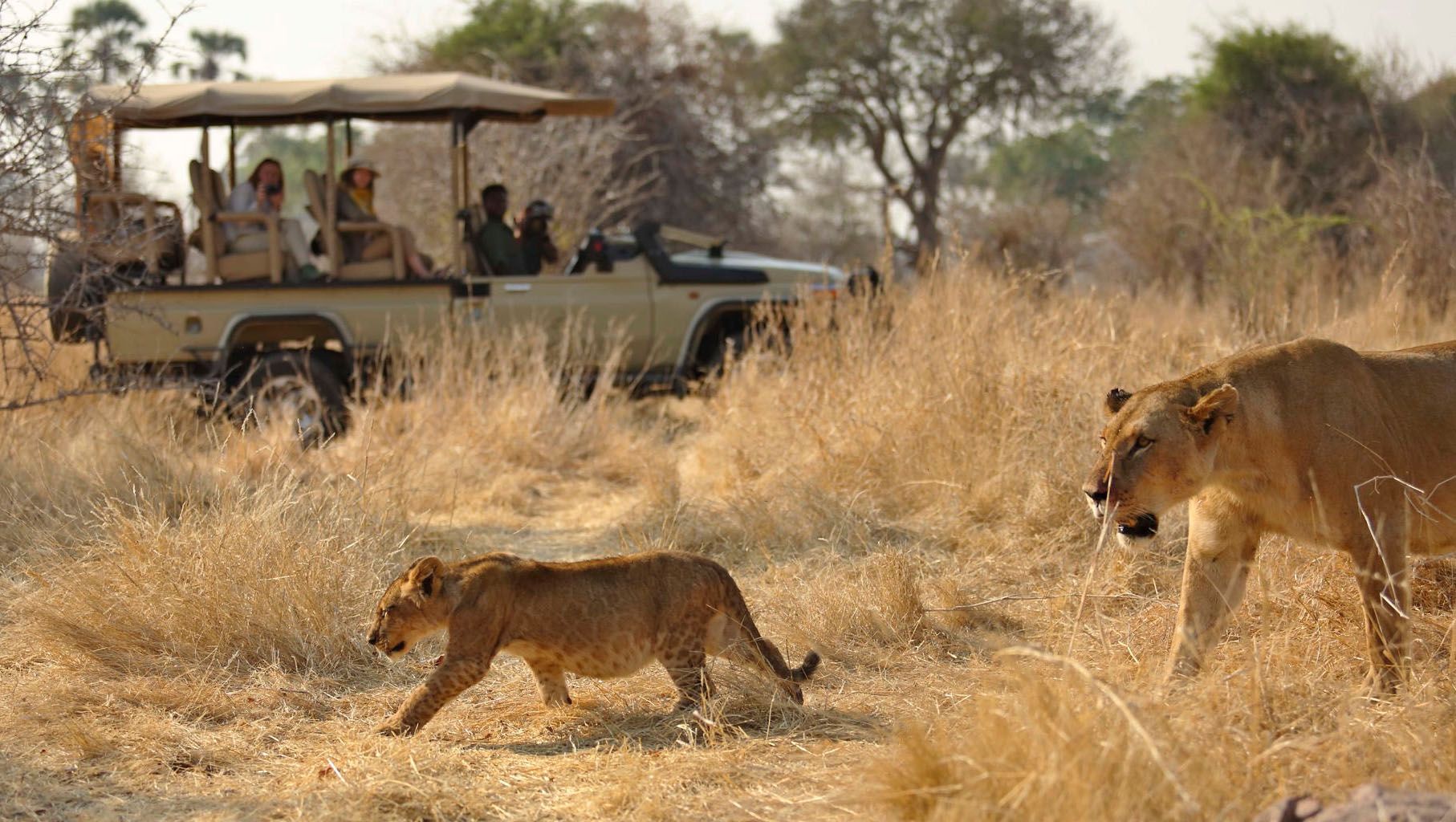 Национальный парк Руаха: сердце дикой Танзании
